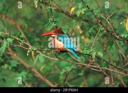 Martin pescatore bianco, Martin pescatore bianco (Halcyon smyruensis) arroccato sul ramo (S) Foto Stock