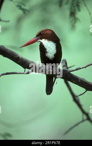 Martin pescatore a gola bianca (Halcyon smyrnensis), Martin pescatore, Martin pescatore, animali, Uccelli, Kingfisher bianco breasted, India Foto Stock