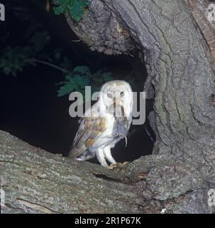 Gufo di fienile, gufi di fienile comune (Tito alba), gufi, animali, uccelli, gufo di fienile arroccato su un albero con volpe in becco Foto Stock