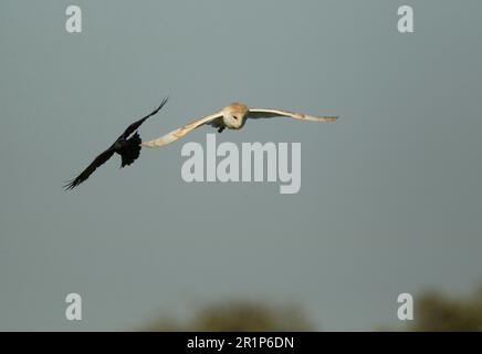 Civetta comune (Tyto alba), adulto, sulla corsa, che è cacciato dal jackdaw occidentale (Corvus monidula), all'alba, Lincolnshire, Inghilterra, Regno Unito Foto Stock
