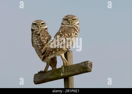 Burrowing Owl (Speotyto cunicularia) coppia adulta, arroccato su post, Florida (U.) S. A Foto Stock