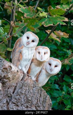 Gufo comune (Tyto alba) tre pulcini appollaiati nel ceppo dell'albero all'ingresso del nido in attesa che i genitori tornino con il cibo, Suffolk Foto Stock