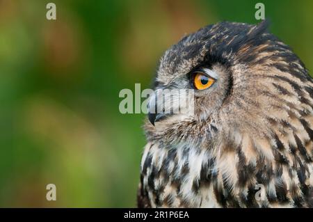 Aquila eurasiatica (Bubo bubo), gufi europei, gufi, animali, uccelli, Aquila eurasiatica adulto, primo piano della testa, prigioniero Foto Stock