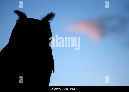 Aquila eurasiatica (Bubo bubo), gufi europei, gufi, animali, uccelli, Aquila eurasiatica adulto, primo piano della testa, silhouette contro il tramonto invernale Foto Stock