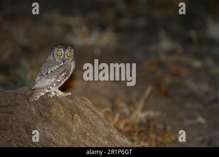 African Scops Owl (Otus senegalensis) adulto, arroccato su un ceppo di albero di notte, Luangwa Sud N. P. Zambia Foto Stock
