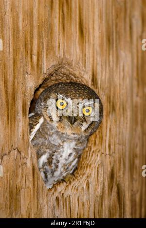 Elf Owl (Micrathene whitneyi) adulto, guardando fuori dal foro di roost (U.) S. A Foto Stock