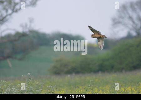 Gufo dalle orecchie lunghe (Asio otus) adulto, in volo, a caccia la sera su habitat prato in campagna, West Yorkshire, Inghilterra, Regno Unito Foto Stock