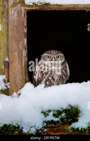 Piccolo gufo (noctua di Athene), adulto, seduto alla finestra nella neve, Norfolk, Inghilterra, Regno Unito Foto Stock