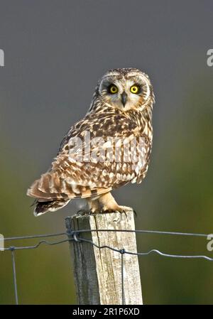 Gufo dalle orecchie corte (Asio flammeus) adulto, in piedi sul palo della recinzione, North Uist, Outer Hebrides, Scozia, Regno Unito Foto Stock