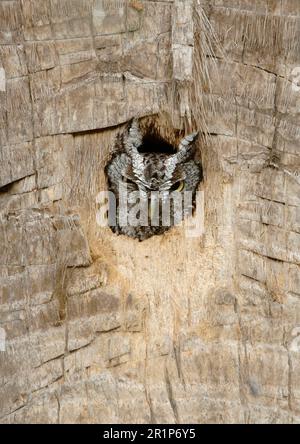 Gufo di stridio orientale (Otus asio) gufi di stridio orientali, gufi di stridio orientali, gufi, animali, uccelli, Eastern Screech-OWL adulto, peering fuori da Foto Stock