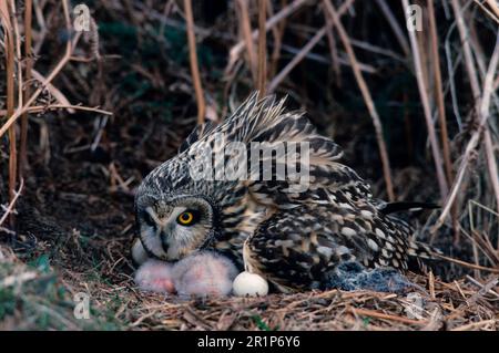 Gufo corto, gufi corti (Asio flammeus), gufi, animali, uccelli, gufo corto aggressivo/pulcini sotto la testa/uovo Foto Stock