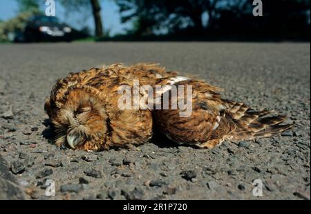 Gufo da bruno, gufi da bruno (Strix aluco), gufi da bruno, gufi, animali, uccelli, Gufi, Tawny Owl adulto morto, vittime di roadkill su strada, South Yorkshire Foto Stock