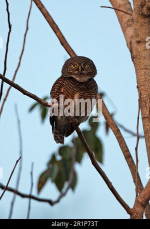 Gufo a cucù, gufo a cucù, gufo a cucù, gufo a banana, gufo a cucù, Animali, Uccelli, gufi, gufo rosso asiatico Foto Stock