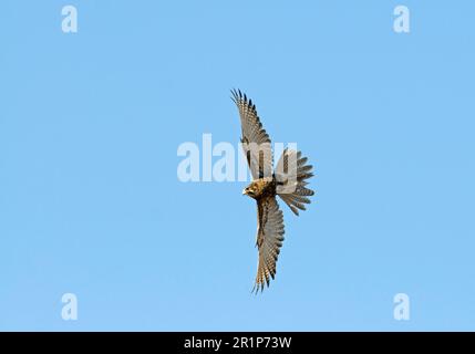 Falco berigora (Falco berigora), scialle, falco, rapaci, animali, Birds, Brown Falcon adulto, in volo, Queensland, Australia Foto Stock