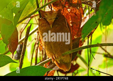 Serendib scope gufo (Otus thilohoffmanni), Serendib scope-gufi, gufi, animali, Uccelli, Serendib Scops-OWL adulto, arroccato durante il giorno a Roost, Kitulgala Foto Stock