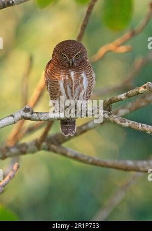 Gufo a cucù, gufo a cucù, gufo a cucù, gufo a banana, gufo a cucù, Animali, Uccelli, gufi, gufo rosso asiatico Foto Stock