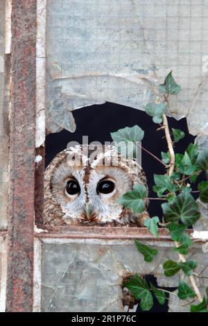 Tawny tawny gufo (Strix aluco) Adulti, guardando fuori dal vetro rotto alla finestra, Gloucestershire, Inghilterra, gennaio (in cattività) Foto Stock