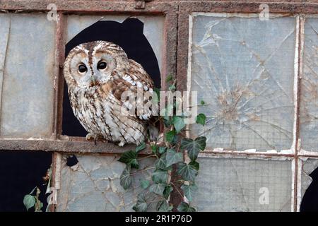 Tawny tawny gufo (Strix aluco) Adulti, guardando fuori dal vetro rotto alla finestra, Gloucestershire, Inghilterra, gennaio (in cattività) Foto Stock
