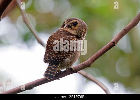 gufo di coda (Glaucidium brodiei), gufo di coda, gufo di coda, gufo di coda, gufo di coda, Gufi, animali, uccelli, gufi, gufo di colletto adulto, vista posteriore Foto Stock