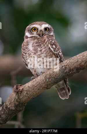 Adulto spotted Owl (Athene brama indica), seduto su un ramo, Koshi Tappu, Nepal Foto Stock