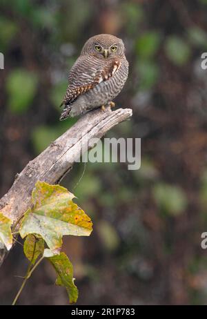 Jungle Owlet, Jungle Owls, Owls, Animali, Uccelli, Gufi, Jungle Owlet (Glaucidium radiatum radiatum) adulto, arroccato su snag, Koshi Tappu, Nepal Foto Stock