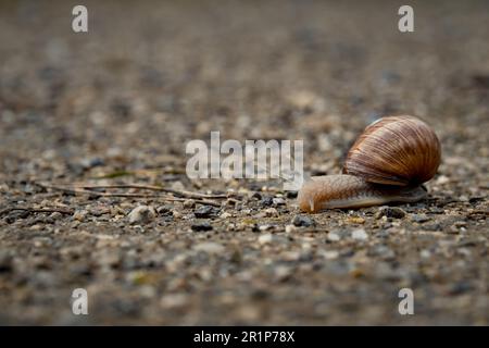 primo piano di una lumaca che cammina lungo una strada di ghiaia con spazio di copia con messa a fuoco selettiva e sfondo sfocato come concetto di alloggiamento a movimento lento o veloce Foto Stock