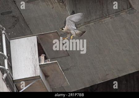 Falco pellegrino (Falco peregrinus) adulto, in volo, pulcini in nido sul sito di nido del ponte, Ponte di Orwell, Fiume Orwell, Suffolk, Inghilterra, Uniti Foto Stock