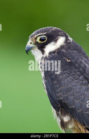 Hobby eurasiatico (Falco subbuteo) immaturo, primo piano della testa, Inghilterra (in cattività) Foto Stock