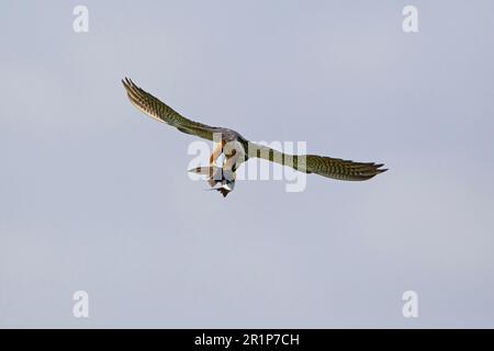 Hobby eurasiatico (Falco subbuteo) adulto, in volo, nutrirsi di casa comune martin (Delichon urbica) preda, Suffolk, Inghilterra, Regno Unito Foto Stock
