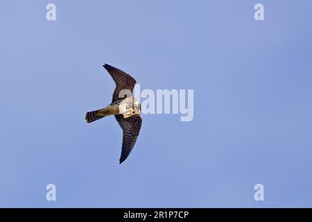 Hobby eurasiatico (Falco subbuteo) giovanile, in volo, nutrirsi di prede di libellule, Minspere RSPB Reserve, Suffolk, Inghilterra, Regno Unito Foto Stock