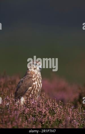 Merlin (Falco colombarius), donna adulta, in piedi tra erica, Powys, Galles, Regno Unito Foto Stock