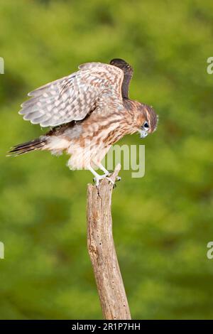 Merlin (Falco colombarius) immaturo, in cattività, ali srotolanti, arroccato su un ceppo, Inghilterra, Regno Unito Foto Stock