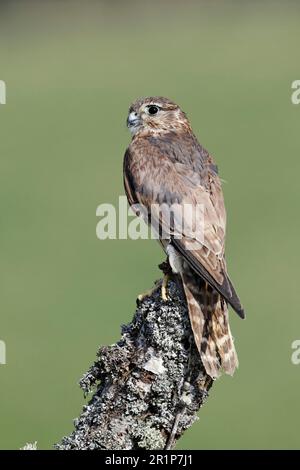 Merlin (Falco colombarius) femmina adulta, seduta su un moncone, Inghilterra, aprile (in cattività) Foto Stock