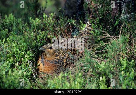 Capercaillie, Capercaillie, Capercaillie, capercaillie occidentali (Tetrao urogallus), Capercaillie, Capercaillie, Capercaillie Foto Stock