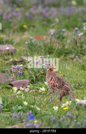 Perdix hodgsoniae (perdix hodgsoniae) adulto, in piedi in un prato, vicino a Yushu, Provincia di Qinghai, Plateau tibetano, Cina Foto Stock