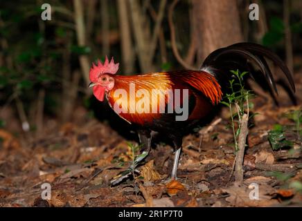 Pollo di Bankiva, polli di Bankiva, uccelli di pollo, animali, uccelli, Red Junglefowl (Gallus gallus spadiceus) maschio adulto, camminando sul pavimento della foresta, Kaeng Foto Stock