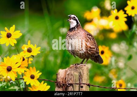 Bobwhite settentrionale (Colinus virginianus) maschio adulto, che chiama, in piedi sul fengepost (U.) S. A Foto Stock