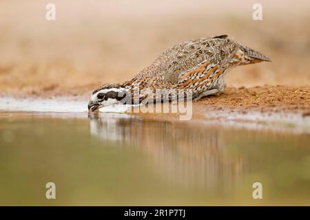 Quaglia della Virginia, bobbhites settentrionale (Colinus virginianus), quaglia dell'albero, quaglia dell'albero, uccelli di pollo, animali, Uccelli, quaglia, maschio da bobbio settentrionale Foto Stock