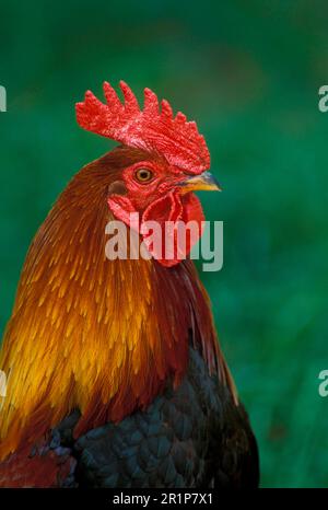 Pollo di Bankiva, uccelli di pollo, animali, uccelli, Red Jungle Fowl maschio, primo piano della testa FL001702 (S) Foto Stock