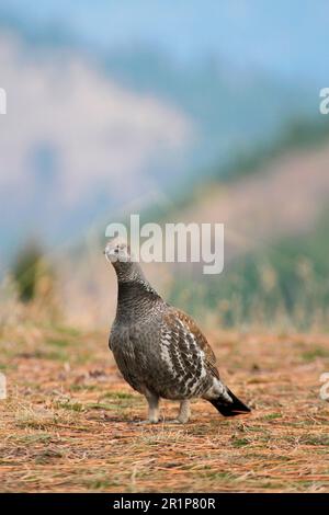 Blue Grouse (Dendragapus obscurus) maschio adulto, in piedi, Montana (U.) S. A Foto Stock