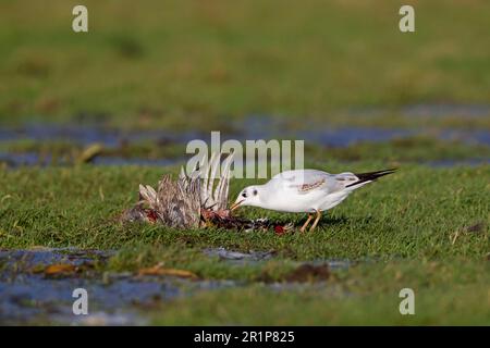 Gabbiano dalla testa nera (Larus ridibundus) immaturo, primo piumaggio invernale, nutrito di un fagiano morto (Phasianus colchicus), adulto maschio, Suffolk, Inghilterra Foto Stock