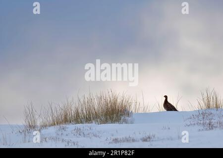 Gole rosse (Lagopus lagopus scoticus), ptarmigan, ptarmigan, pollo, gallo, Animali, uccelli, Red Grouse femmina adulta, in piedi nella neve, sil Foto Stock