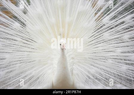 Pafo indiano (Pavo cristate), pavoni blu, uccelli di pollo, animali, uccelli, Albino indiano di Peafowl, adulto maschio, che mostra (prigioniero) Foto Stock