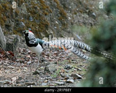 Signora Amherst, fagiano di amherst (Chrysolophus amherstiae), fagiano maschio adulto, in piumaggio d'allevamento, Yunnan, Cina Foto Stock
