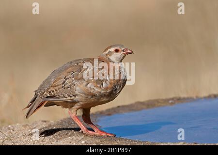 Pernice a zampe rosse (Alectoris rufa) giovanile, potabile, in piedi da acqua, nel nord della Spagna Foto Stock