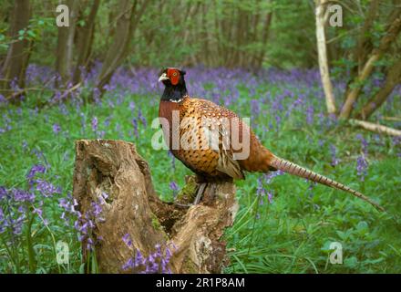 Fagiano a collo d'anello (Phasianus colchicus) maschio su tronco d'albero in legno di campanile (CAL 2005 EXG) Foto Stock