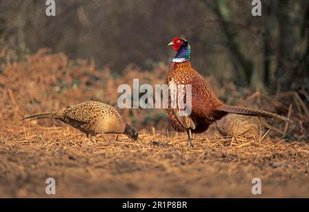 Fagiano comune (Phasianus colchicus) maschio adulto, con femmina che mangia su terreno boscoso, Inghilterra, Regno Unito Foto Stock