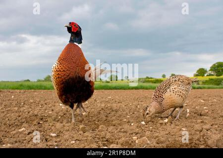 Fagiano comune (Phasianus colchicus), coppia adulta, in piedi in aratura campo, Suffolk, Inghilterra, Regno Unito Foto Stock