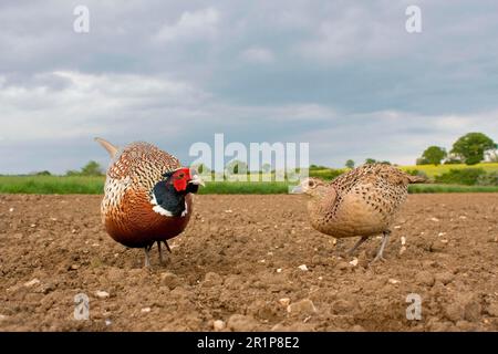 Fagiano comune (Phasianus colchicus), coppia adulta, in piedi in aratura campo, Suffolk, Inghilterra, Regno Unito Foto Stock