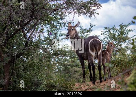 Waterbuck femmina (in latino Kobus Ellipsiprymnus) con un piccolo bambino di agnello che fa una pausa in cespugli africani sotto l'ombra degli alberi a savannah, Zimbabwe Foto Stock